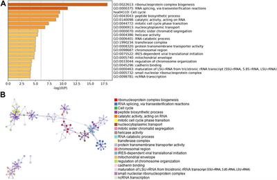 Identification of Biomarkers Related to Immune Cell Infiltration in Hepatocellular Carcinoma Using Gene Co-Expression Network